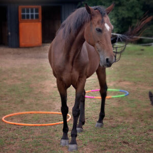Bay mare (horse) who is standing near some hula hoops that are being used for an equine-assisted therapy activity.